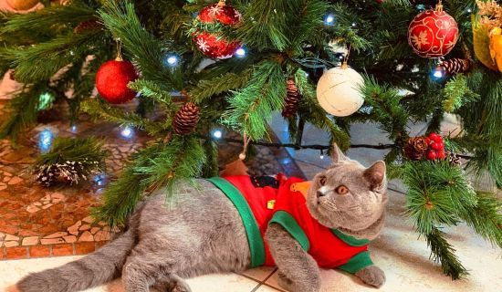 Weihnachtsbaum mit Katze und Schmuck Christbaum