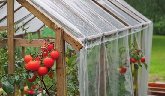 Tomaten wachsen unter einem Regenschutz
