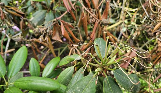 Bild: Nahaufnahme von grünen und vertrockneten braunen Rhododendronblättern an einem Strauch.