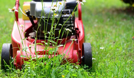 Ein Rasenmäher im Einsatz, wobei im Vordergrund Gänseblümchen zu sehen sind.