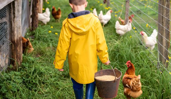 Ein Junge in gelbem Regenmantel und blauen Gummistiefeln trägt einen Futtereimer durch einen grünen Hühnerauslauf. Um ihn herum laufen Hühner, und einige schauen neugierig zum Eimer.