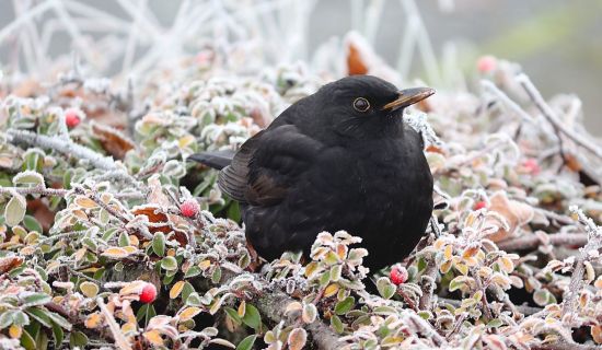 Amsel sitz in Hecke, die mit Raureif überzogen ist