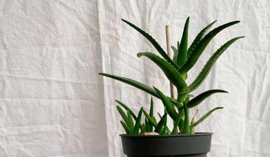 Aloe vera vor Leinentuch