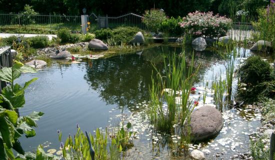 Naturnaher Gartenteich
