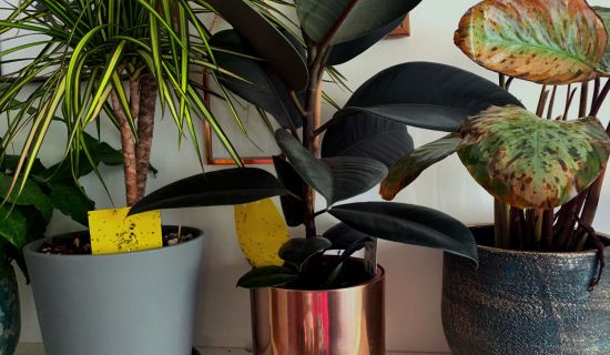 Zimmerpflanzen mit Schädlingen