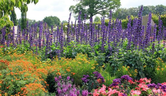 Blühendes Blumenbeet