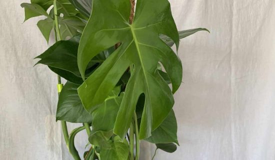 Monstera Pflanze