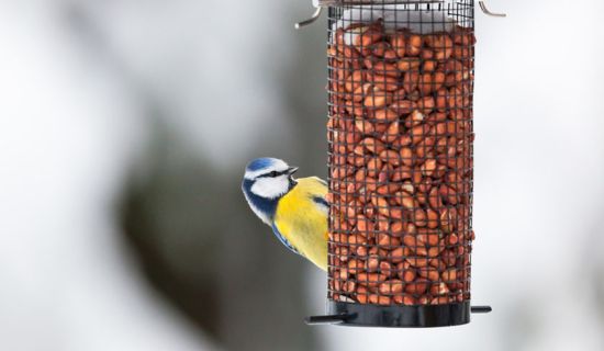 Blaumeise an Futterspender