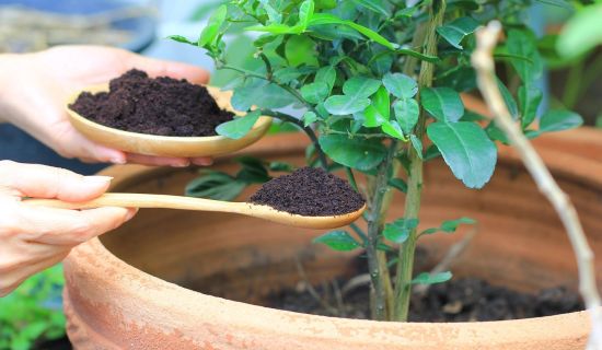 Kaffeesatz im Garten