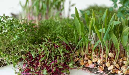 verschiedene Keimlinge Microgreens anbauen - Aufmacher