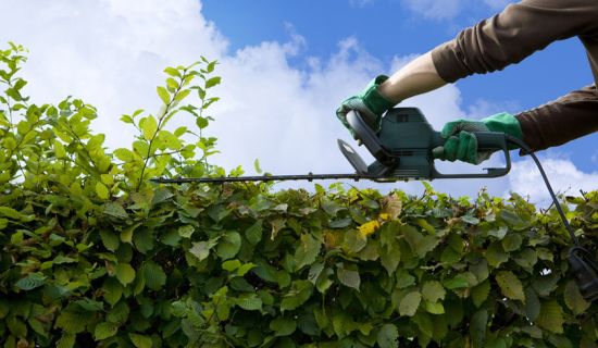 Hecke schneiden