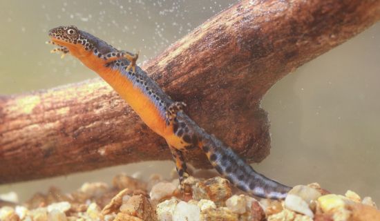 Bergmolch unter Wasser