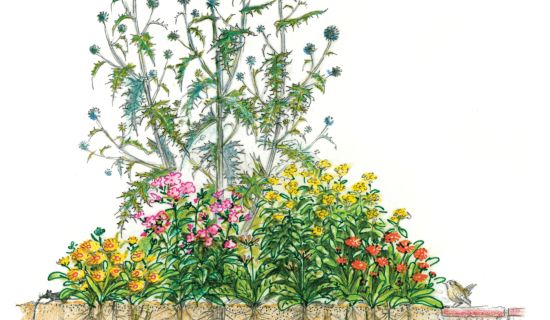 Bauerngarten mit einheimischen Pflanzen