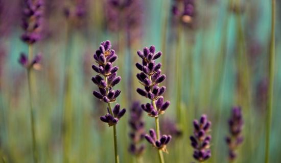 Lavendel auf Wiese