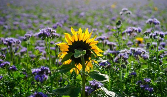 Sonnenblume mit Phacelia