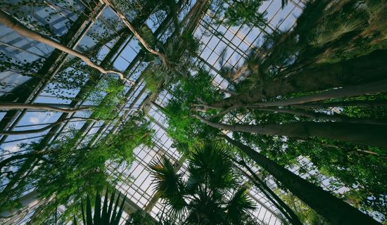 Gewächshaus mit Palmen