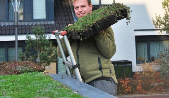 Gärtner legt ein Gründach mit Kassettensystemen an