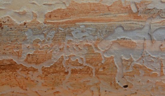 Holzwurm Fraßgänge
