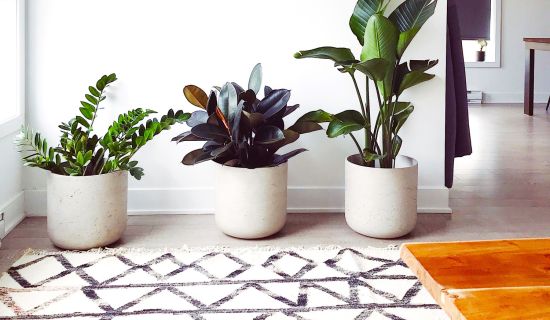 Diverse Zimmerpflanzen