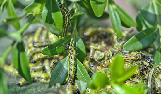 Buchsbaumzünsler-Nest im Buchsbaum