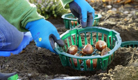 Zwiebelblumen werden in Kunststoffpflanzschale in den Boden gesetzt