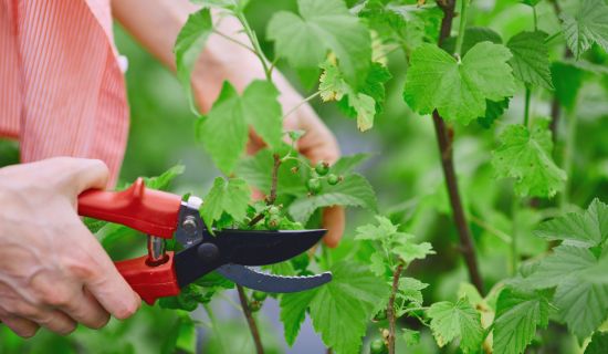 Frau schneidet Johannisbeerstrauch