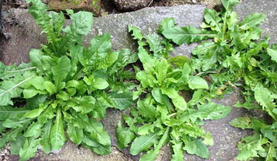 Unkraut zwischen Pflasterfugen