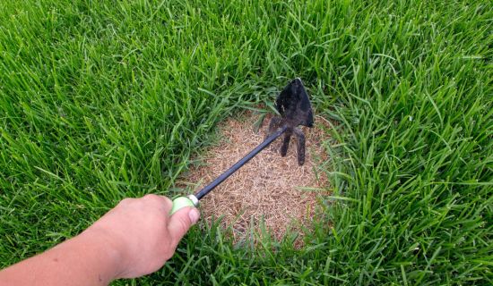 kahle und braune Stellen im Rasen