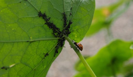 Blattläuse am Blatt und ein Marienkäfer