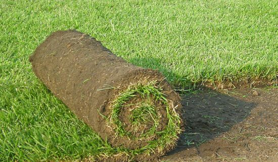 Aufgerollter Rollrasen