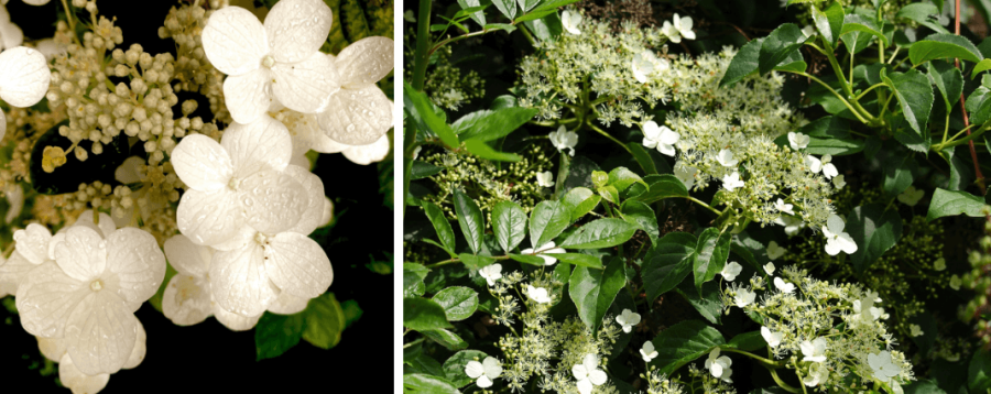 Kletterhortensie Blüten
