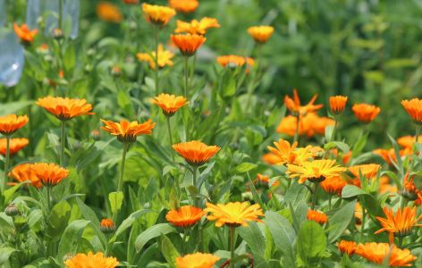 Tagetes