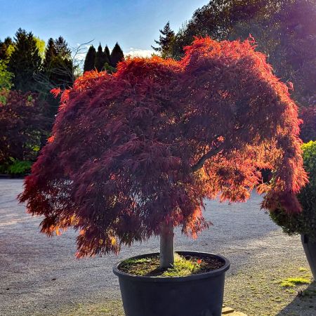 Ein kleiner, malerisch überhängender Schlitzahorn der Sorte 'Dissectum Garnet' wächst in einem großen schwarzen Kunststoffkübel auf einer Kiesfläche. Das tief geschlitzte, dunkelrote Laub leuchtet intensiv im Gegenlicht der tiefstehenden Sonne. Der kurze