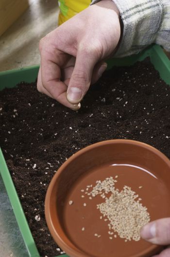 Ein mit Erde gefülltes Pflanzgefäß, ein Mann hält eine Schüssel mit Samen in der Hand, die er in die Erde steckt.