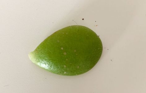 Blattsteckling vom Geldbaum
