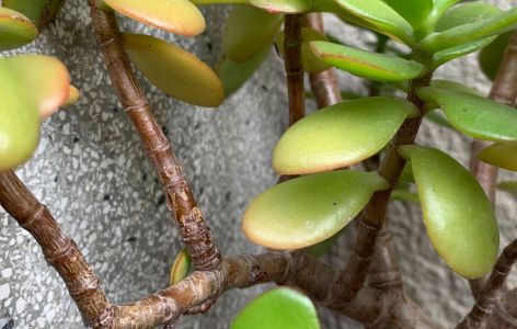 Geldbaum mit Ablegern