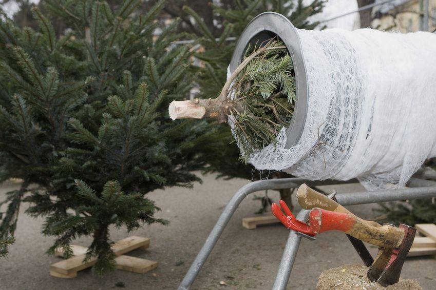 Christbaumkauf frisch geschlagener Weihnachtsbaum