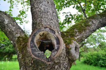 Schnitzeljagd Hinweise finden Astloch Baum mit Loch