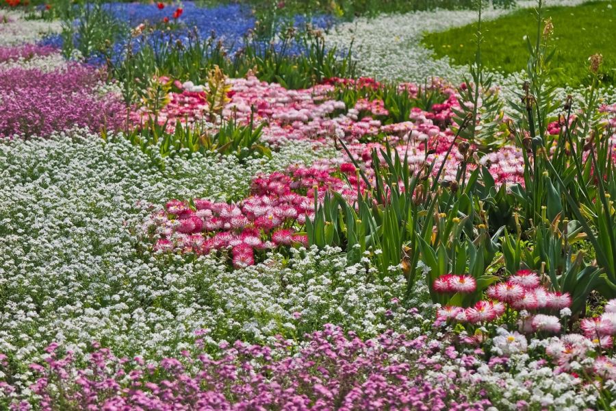 Farbenspiel im Blumenbeet