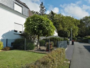 Kugel-Trompetenbaum im Vorgarten
