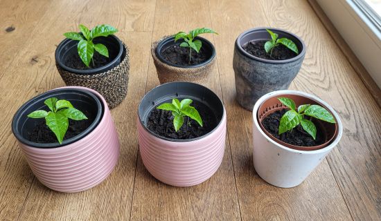 Sechs Pflanztöpfe, in denen kleine Marcuja-Sprößlinge wachsen
