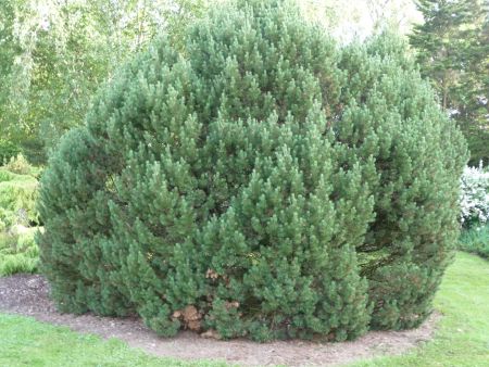 Eine dicht verzweigte, kugelförmig wachsende Zwergkiefer der Sorte 'Mops' steht als Solitärpflanze in einem Gartenbeet. Die unzähligen aufrechten Triebe sind dicht mit kurzen, dunkelgrünen Nadeln besetzt. Umgeben ist das Nadelgehölz von einer gemulchten B