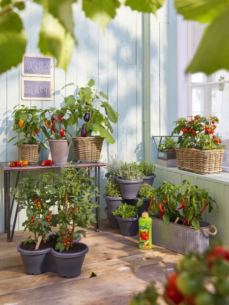 Nutzgarten auf dem Balkon