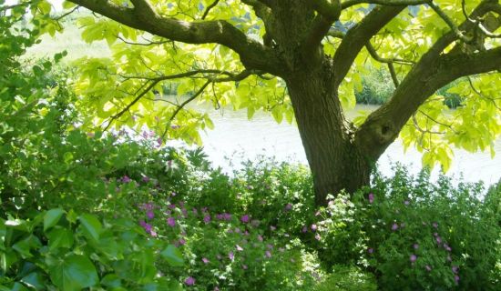 Mit Storchschnabel unterpflanzter Trompetenbaum