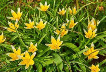 Wildtulpe