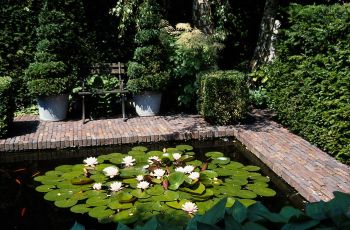 Wasserbecken mit Seerosen