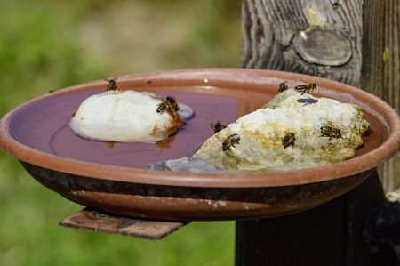 Bienen tummeln sich an Vogeltränke