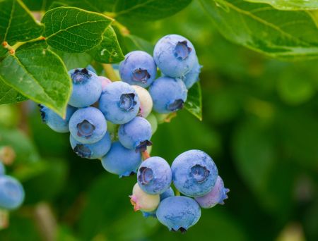 Blaubeeren