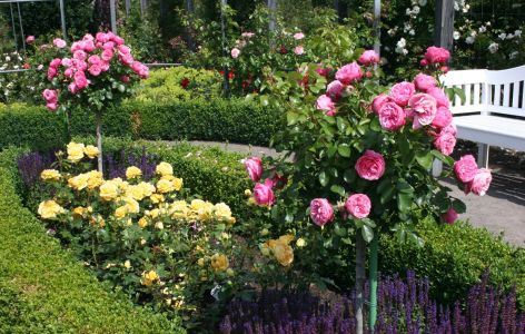 Rosenbeet mit blühenden Rosen