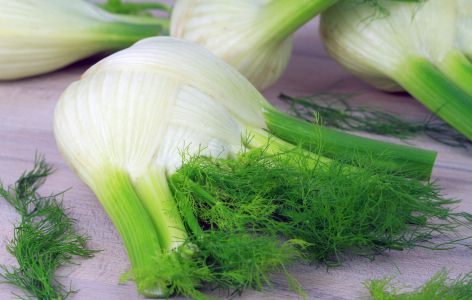 Fenchel